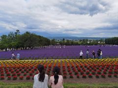 -富田农场