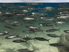 -江和美海洋公园