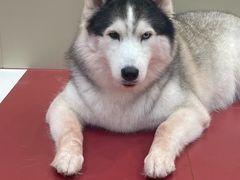 -和它·交个朋友·狗咖猫咖(爱琴海店)