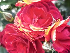 -人民公园(罗湖区)