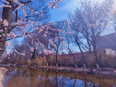 -桃花堤公园