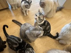 -有喵·猫咖·狗咖·30几只猫10只小狗(岗厦店)