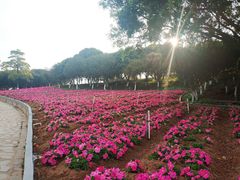 -松山湖梦幻百花洲