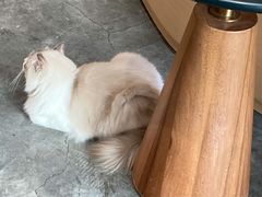 -瞄一喵猫咖(格力海岸店)