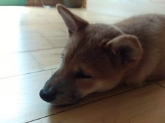 -喜柴咖啡·柴犬狗咖