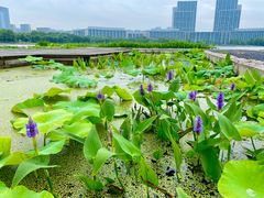 -尚贤河湿地
