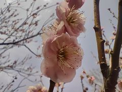 -梅花山(明孝陵内)