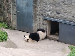 -都江堰中华大熊猫苑