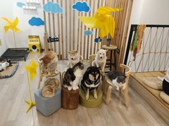 -柴迷FANS CLUB·柴犬狗咖·猫咖