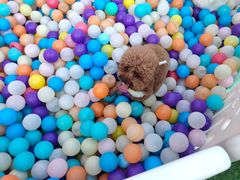 -汪说喵讲宠物乐园宠物酒店(红星美凯龙店)