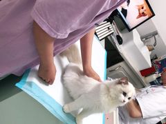 -可蒙动物医院·猫科·骨科中心(首义路店)