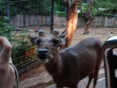 -清迈夜间动物园