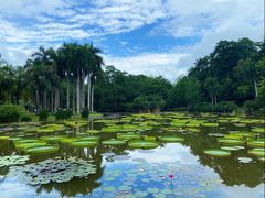 -中国科学院西双版纳热带植物园