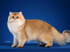 -青奢宠物·青奢猫舍