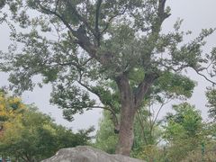 -羊山湖公园