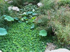 -燕郊植物园