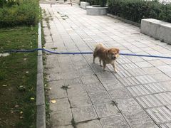 -罗布林卡