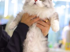 -momokira米努特·德文卷毛猫·棉花面纱犬