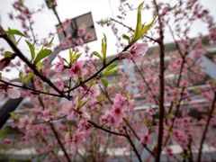 -金陵中学(河西分校)