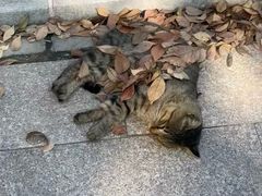 -扬州大学(扬子津校区)