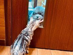 -瑞派·关忠动物医院·异宠专科·犬猫肿瘤·皮肤专科(望京店)