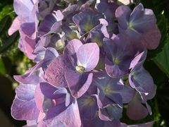 -徐记海鲜(南油永新汇店)