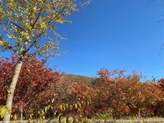-北京十三陵国家森林公园蟒山景区