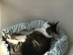 -艾贝尔宠物医院·24H转诊中心·肿瘤猫专科(江宁双龙店)