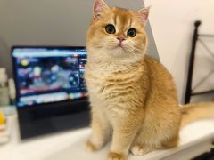 -东方名猫馆·英短金渐层布偶猫舍(环线广场1号楼店)