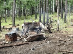-莫尔道嘎国家森林公园