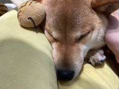 -逗柴咖啡屋·狗咖猫咖宠物桌游