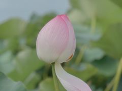 -嘉北郊野公园