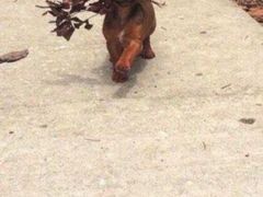 -名羊天下陕北横山铁锅炖羊肉(博文路店)