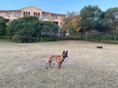 -上海崇明金茂凯悦酒店