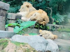 -广州长隆野生动物世界