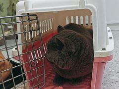 -四月宠物医院·猫专科·心脏专科·内科(转塘店)