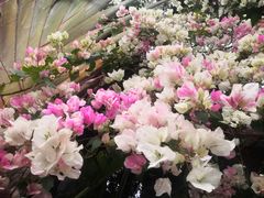 -深圳国际园林花卉博览园