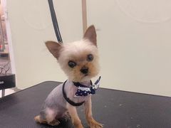 -BABIT巴比特宠物(MOMOPARK店)