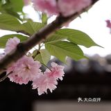 在狮子林遇上梦幻紫