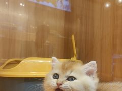 -欣宠猫屋·矮脚拿破仑·蓝金金渐层