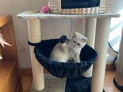 -喵百万·布偶·蓝金金渐层英短·猫舍(百子湾店)