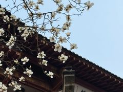 -趵突泉景区