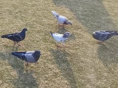 -白鹭洲公园