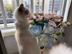 -飞行喵MR PILOT|猫舍·猫咖(静安大融城店)