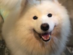 -more than meow吴止猫主题餐厅(承德 中船汇店)