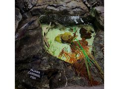 -迪拜水族馆及水下动物园