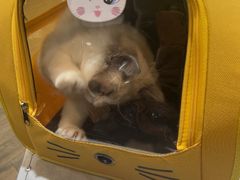 -宠颐生斯嘉宠物医院·急重症·心内科(谷阳北路分院)
