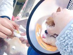 -瑞派天使宠物医院·神经外科·骨科·核磁(洛川中路店)