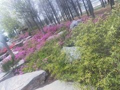 -羊亭河湿地公园