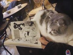 -猫猫幼稚园·撸猫·桌游·电玩